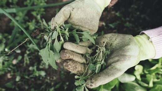 Top Dirty Weed Pick Up Lines For Him Or Her