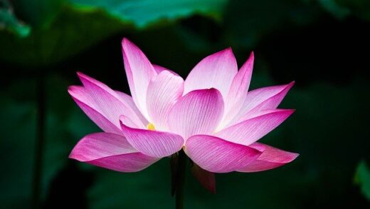 Best Flower Pick Up Lines for Her