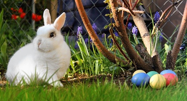 Best Easter Bunny Captions for Instagram 2022