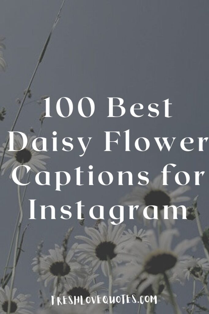 100 Best Daisy Flower Captions for Instagram Fresh Love Quotes