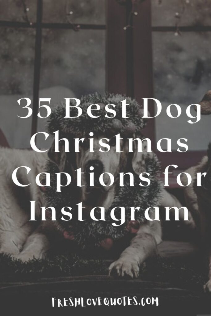 35 Best Dog Christmas Captions for Instagram