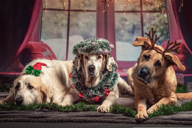 Best Dog Christmas Captions for Instagram