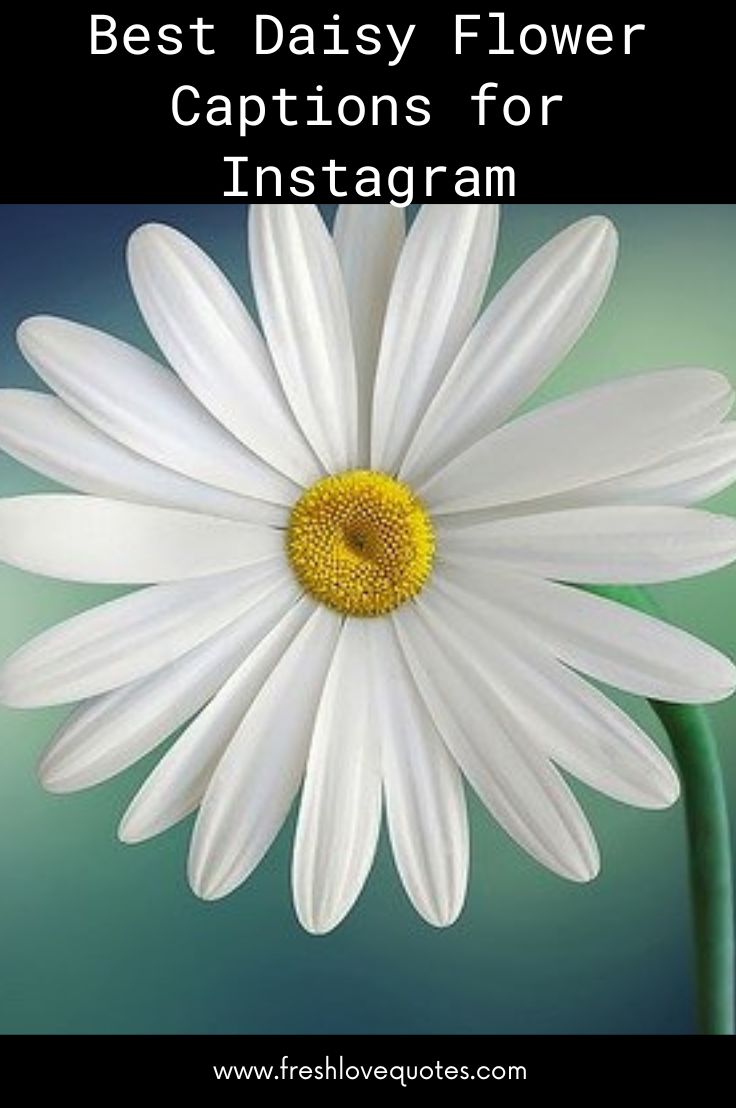 Best Daisy Flower Captions for Instagram