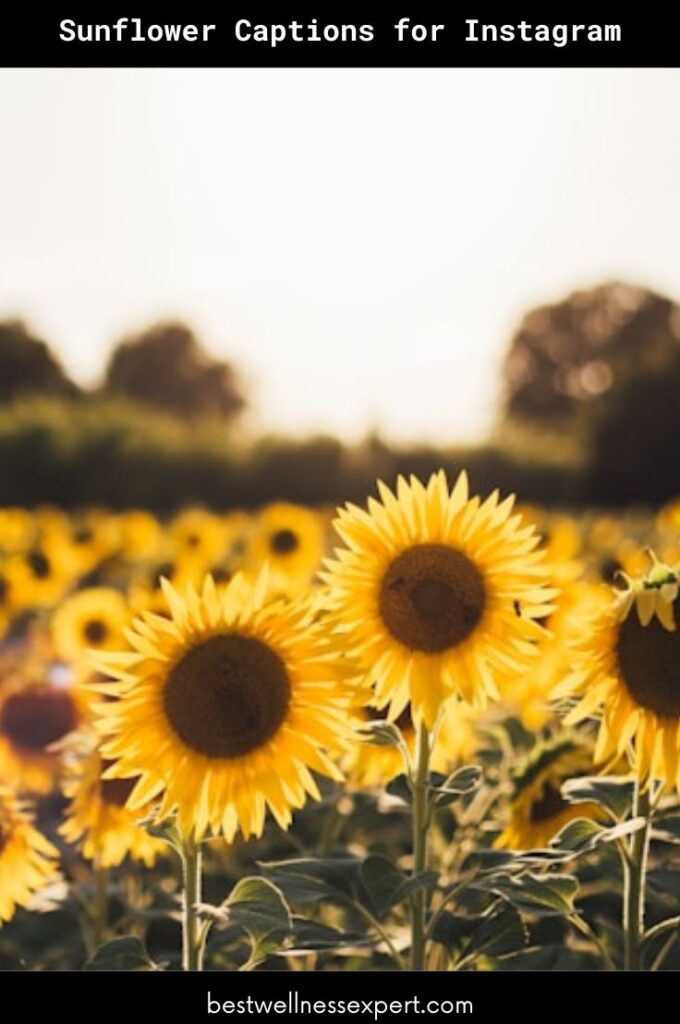 Sunflower Captions for Instagram